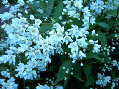 18.5.06.Deutsia_crenata_Nikko_066.JPG