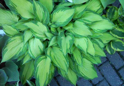 18.5.06._Hosta_Sharmon_049.JPG