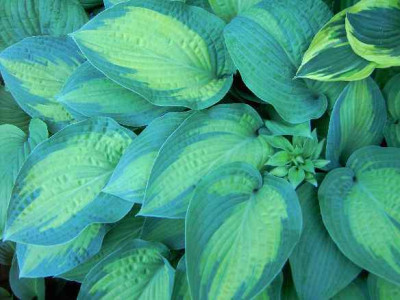 18.5.06._Hosta_Pauls_Glory_053.JPG