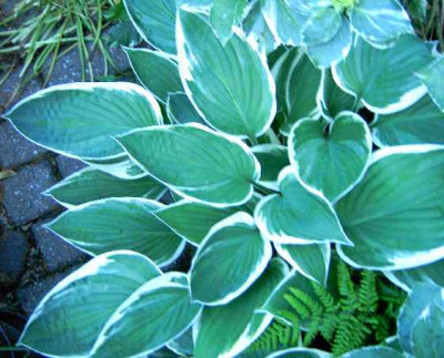 18.5.06._Hosta_Zagers_Wheite_Edge_056.JPG