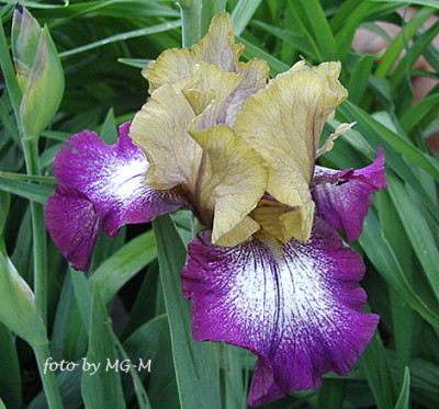 Imgp5880-Iris-unbek.jpg