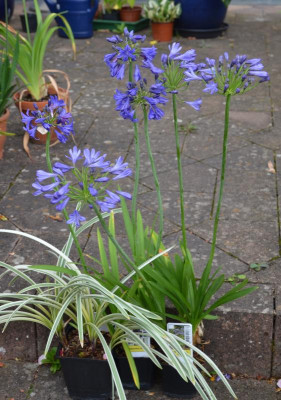 Agapanthus-neue.15-1.jpg