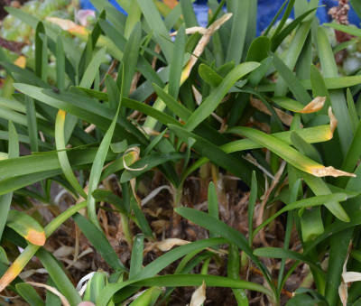 Agapanthus-weiß.15-1.jpg