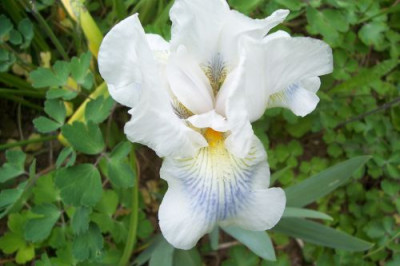 000_0952_Iris_Media_Cutie.jpg