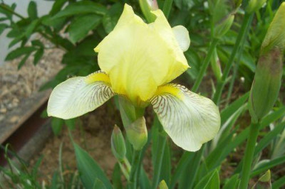000_0968_Iris_Media_hellgelb.jpg