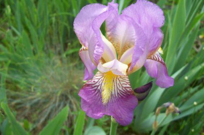 000_0967_Iris_Media_Celeste.jpg