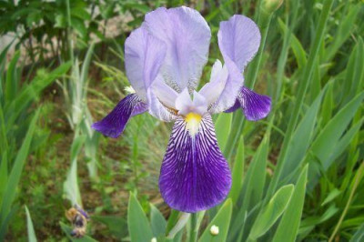 000_0966_Iris_Media_hellblau_und_dunkelblau.jpg