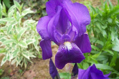 000_0963_dunkelblaulila_Iris_Media.jpg