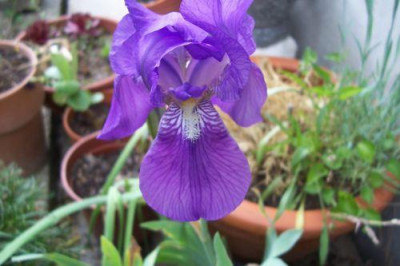 000_0940_blaue_Topfiris.jpg