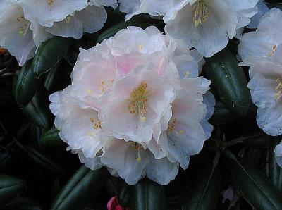 Rhododendron_yakushimanum_FCC_Form_fars.jpg