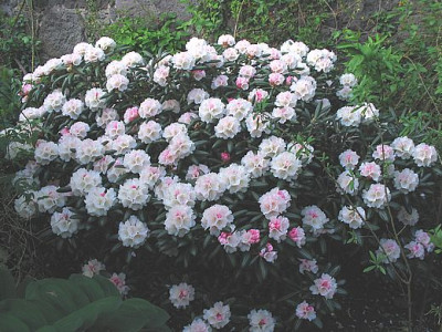 Rhododendron_yakushimanum_FCC_Form_2_fars.jpg