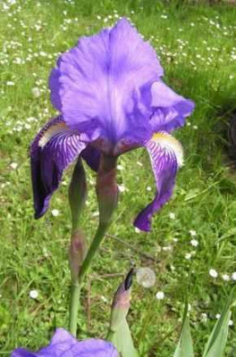 Iris_Korsika.jpg