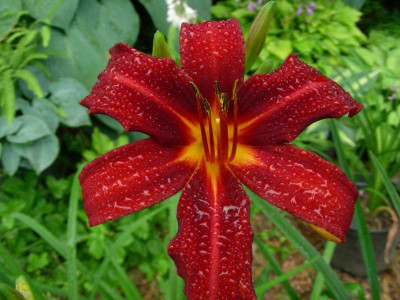 Crimson Pirate brilliant DSCN3058.JPG