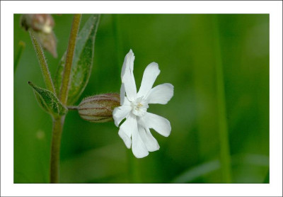 Bluten_in_Weiss_16-05-2005.jpg