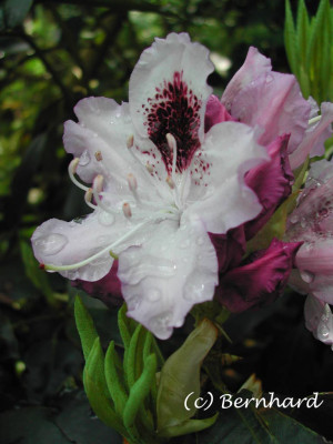 rhododendron_blue_peter.jpg