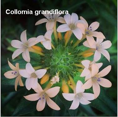 collomia.JPG