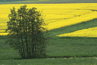 Rapsfeld-Landschaft.jpg