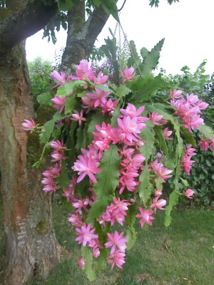 garten 001.JPG
