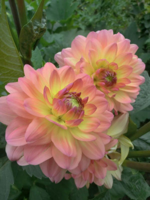 dahlien 001.JPG