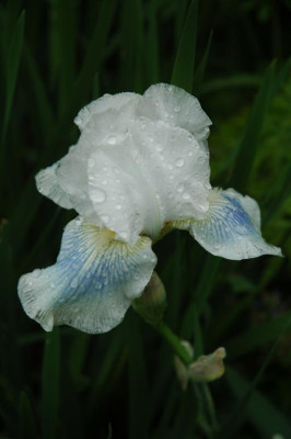 2006H394_Large.JPG