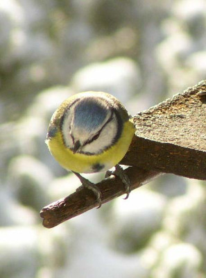 Blaumeise_super_2.jpg