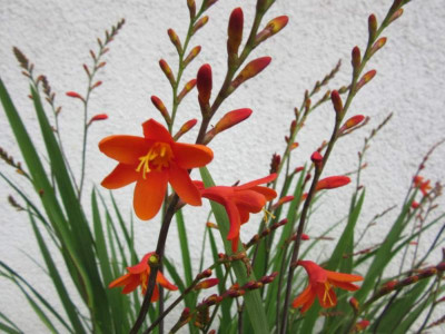 crocosmia Red King.jpg