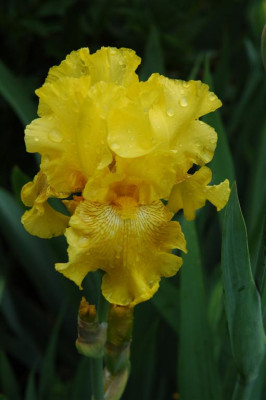 2006H395_Large.JPG