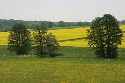 Gelb-in-der-Landschaft.jpg