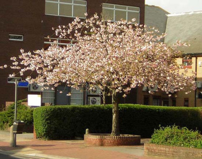 77Prunus_Ichiyo_CF9_H.jpg