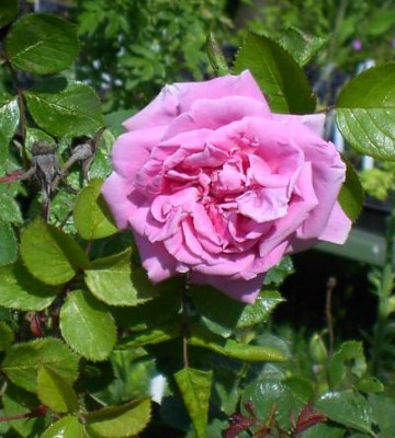 20040530_rose_cf_meyer.jpg