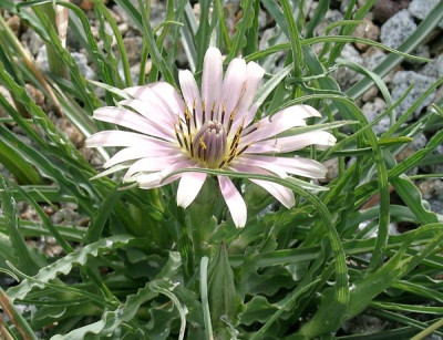 05200002_eTragopogon_species_Tuerkei.JPG