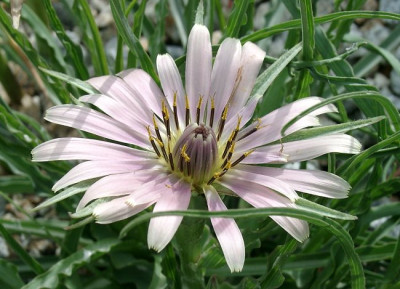 05200003_eTragopogon_species_Tuerkei.JPG