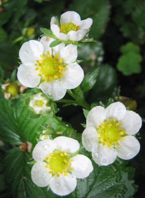Erdbeeren20.05.06_011.jpg