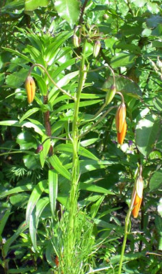 20040530_lilium.jpg