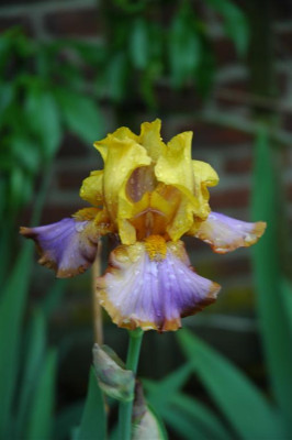 2006H400_Large.JPG