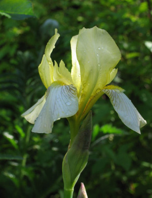 Iris_germanica_f.jpg