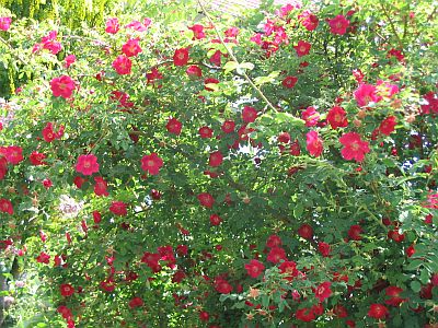 Rosa_moyesii_3.jpg