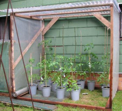 Tomatenhaus20.05.06_018.jpg