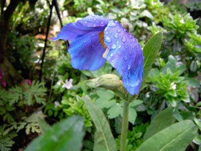 20.5.06._Meconopsis_x__sheldonii_016.JPG