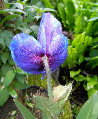 20.5.06.__Meconopsis_x__sheldonii__017.JPG