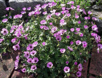 Geranium_cinereum_Ballerina_2006-05-20.JPG