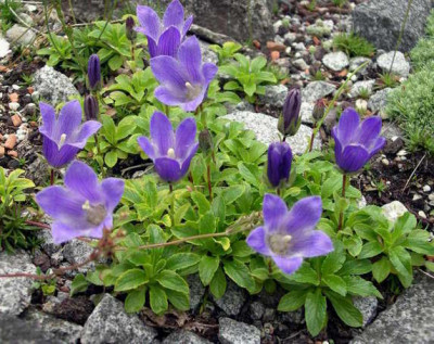 Campanula_pilosa_major_2006-05-20.JPG