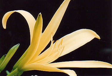 citrina_Baronii.jpg