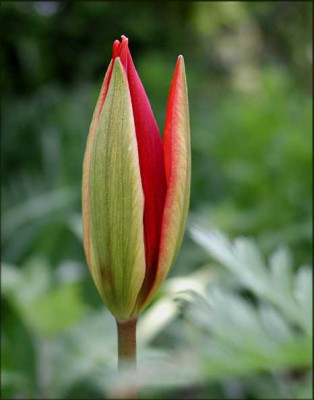 Tulipa_sprengeri.JPG