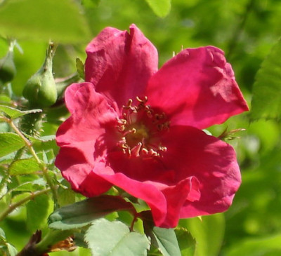 R.moyesii_Geranium06.jpg
