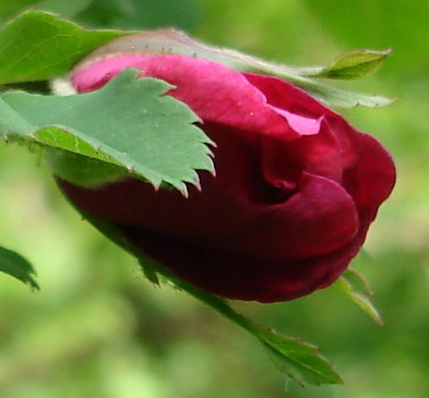 R.moyesii_Geranium_Knospe.jpg