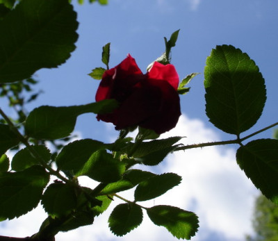GeraniumHimmel.jpg