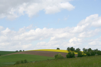 Rapsfeld-1.jpg
