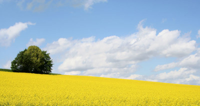 Rapsfeld-3.jpg