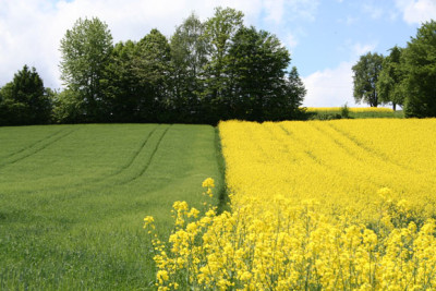 Rapsfeld-4.jpg